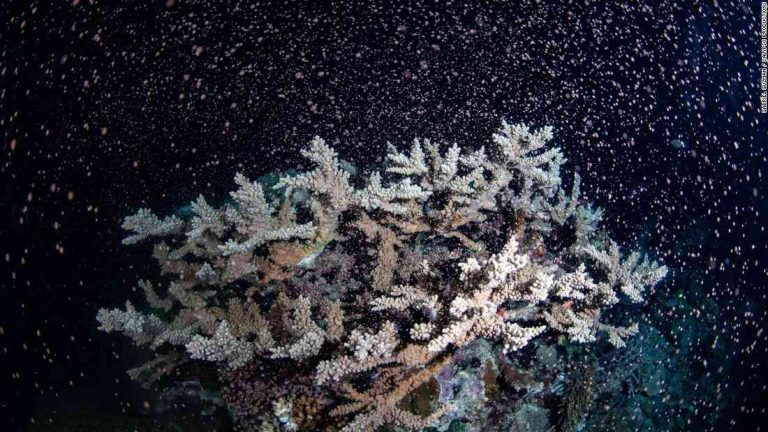 Rainbow coral blooms in colorful new photos from the Great Barrier Reef